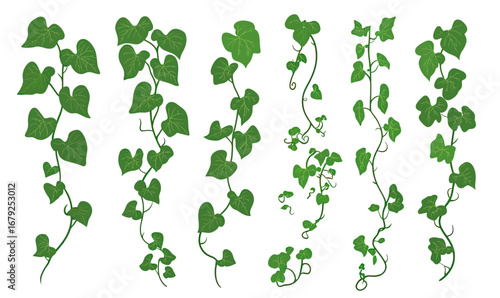 Green ivy vine climbing plants collection with heart shaped leaves minimalist flat vector isolated on white background for decor and garden design elements set