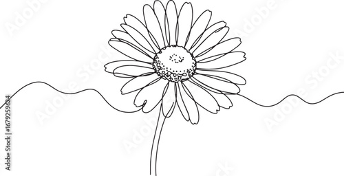 Minimalist Chamomile Flower Line Art Illustration on Clean White