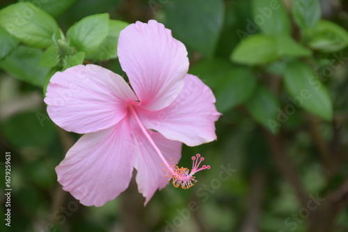 Pink hibiscus flower in full bloom with green foliage background