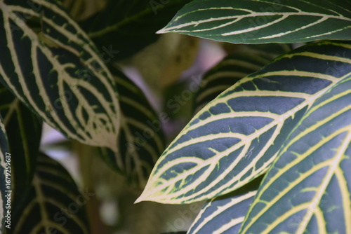 Close-up of striking zebra plant leaves with intricate veining