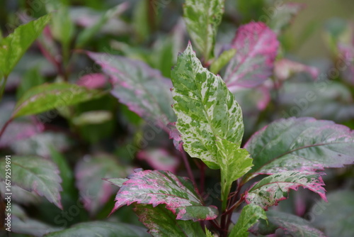 Variegated plant leaves with pink and green hues