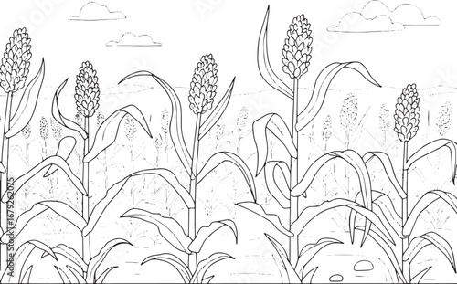 Detailed sorghum field outline illustration with simple sky and