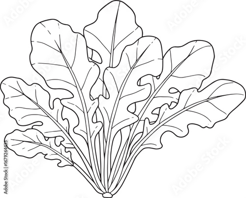 Delicate Arugula Illustration in Black and White Line Art on Orn