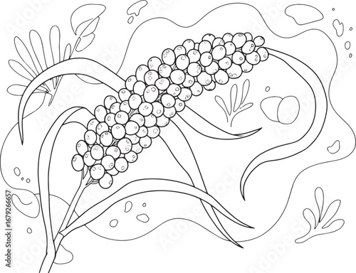 Millet illustration with decorative elements, perfect for colori