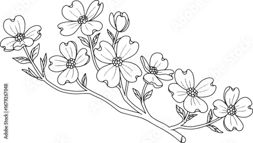 Elegant dogwood flower branch outline illustration for botanical
