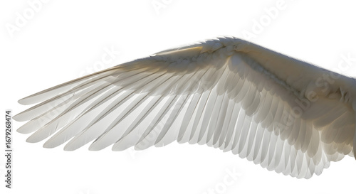 White bird wing