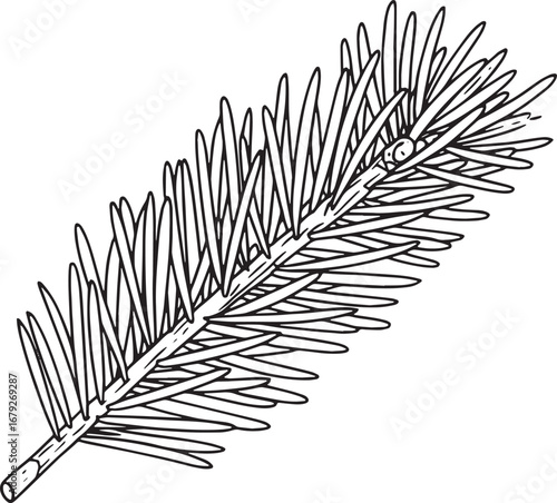 Detailed botanical illustration: Spruce branch with needles on a