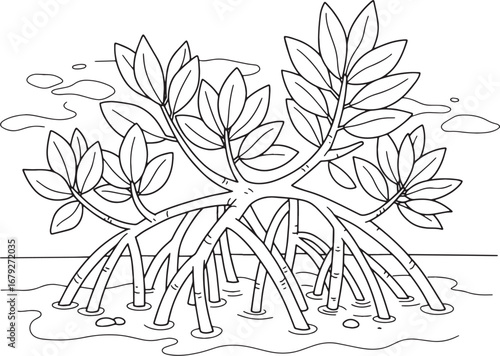 Detailed line art drawing of mangrove plant featuring prominent