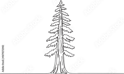 Sequoia tree continuous line drawing against a white background