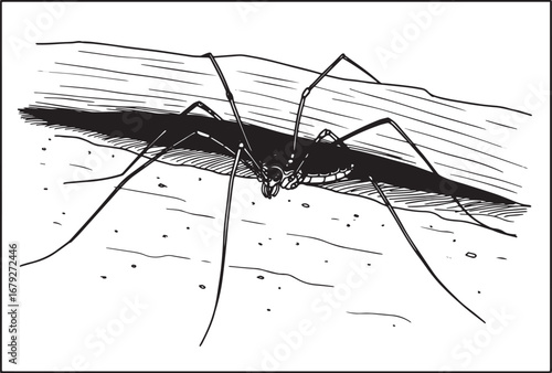 Detailed black and white illustration of a harvestman arachnid c