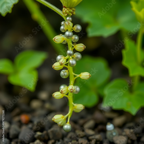auxin plant hormone