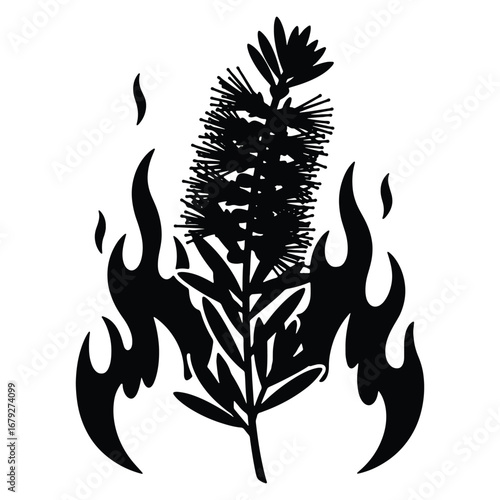 Burning Bottlebrush Flower Illustration Black and White Minimalist Design Showing Natures Resilience and The Impact of Wildfires