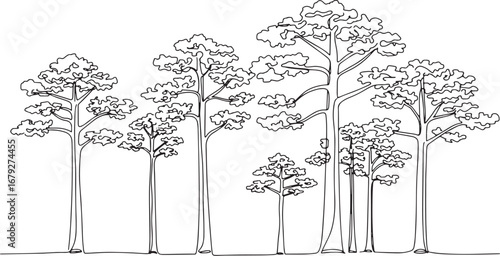 Elegant monochrome outline illustration of an araucaria forest a