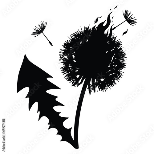 Dandelion silhouette on white background featuring seeds blowing in the wind conveying nature and fragility representing hope and dreams