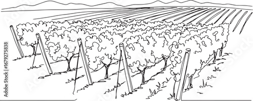 Simple monochrome outline drawing of a vineyard with rows and di