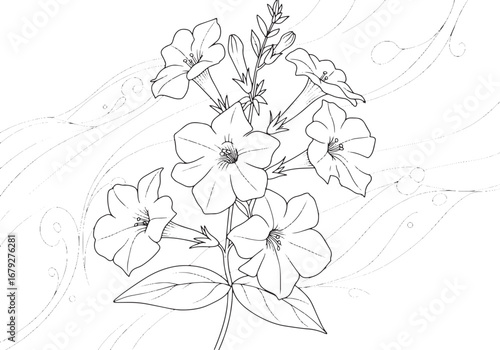 Elegant line drawing of nicotiana flowers with flowing abstract