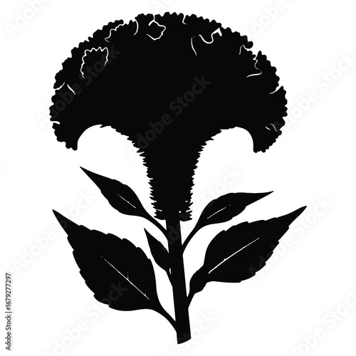 Elegant Celosia Flower Silhouette on White Background for Floral Designs and Artistic Creations in Black and White
