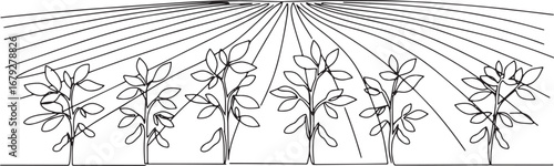 Continuous line art illustration of soybean plantation under sun