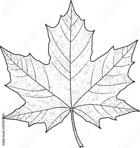 Detailed Norway Maple Leaf Line Art for Coloring or Creative Des