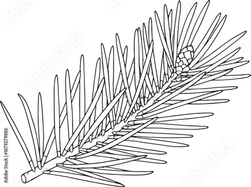 Detailed line art illustration of a pine needle branch with abst
