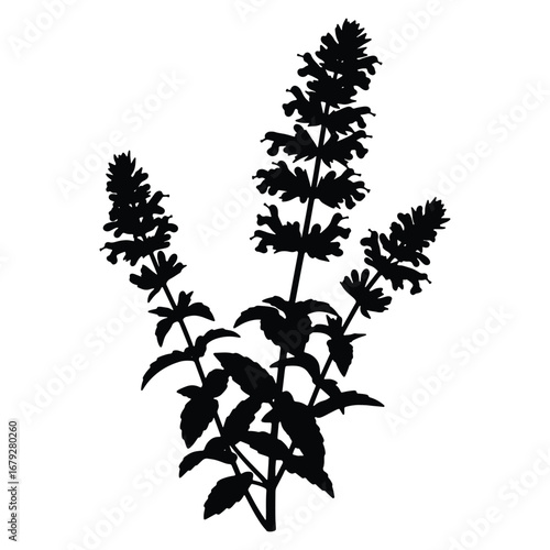 Elegant Silhouette of Anise Hyssop Plant with Intricate Flower Spikes and Leaf Details Isolated on White Background