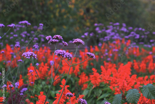 field of purple flowers