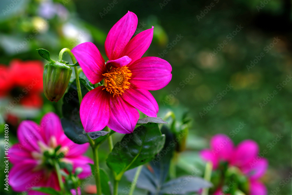 Obraz premium bee on pink flower
