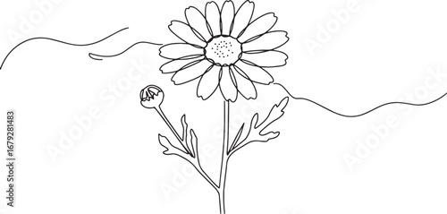 Elegant feverfew flower continuous line drawing minimalist botan