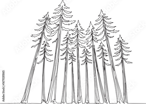 Elegant forest illustration showcasing tall evergreen trees in m