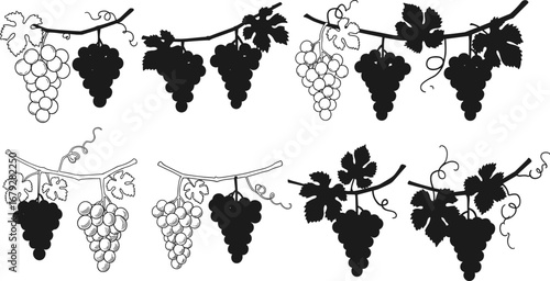 Grapevine illustration, grape cluster silhouette, vineyard plant art, wine fruit drawing, botanical grape leaves, winery harvest design, agriculture vector, nature pattern