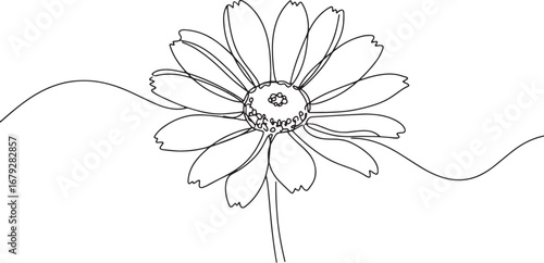 Minimalist line art illustration of a tithonia flower, single co