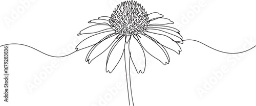 Echinacea flower line art: minimalistic and elegant botanical il