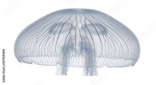 Translucent Jellyfish on White Background