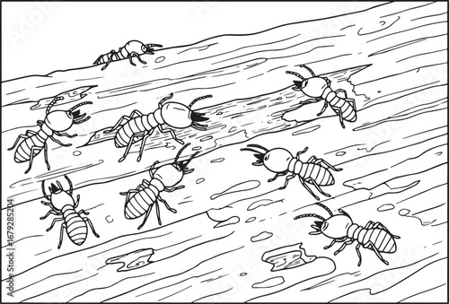 Detailed black and white illustration depicting termites on wood