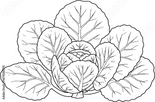 Monochrome detailed line art of collard greens with intricate le