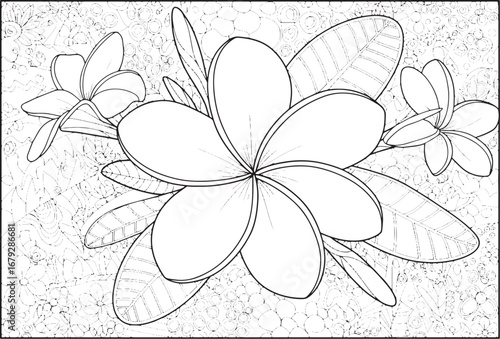 Intricate plumeria flower coloring page for relaxation and creat
