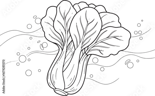 Delicate Bok Choy Illustration with Intricate Leaf Veins and Sub