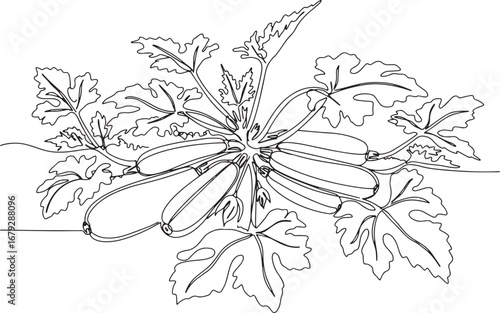 Elegant line art drawing showcasing a fresh harvest of organic z