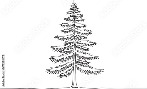 Elegant evergreen fir tree illustration, single line drawing for