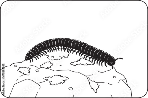 Detailed line art illustration of a black millipede crawling on