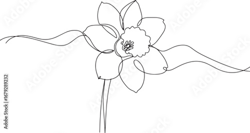 Elegant one-line drawing of a daffodil blossom gracefully unfold