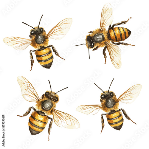 watercolor vector of Honey Bees, isolated on a white background.