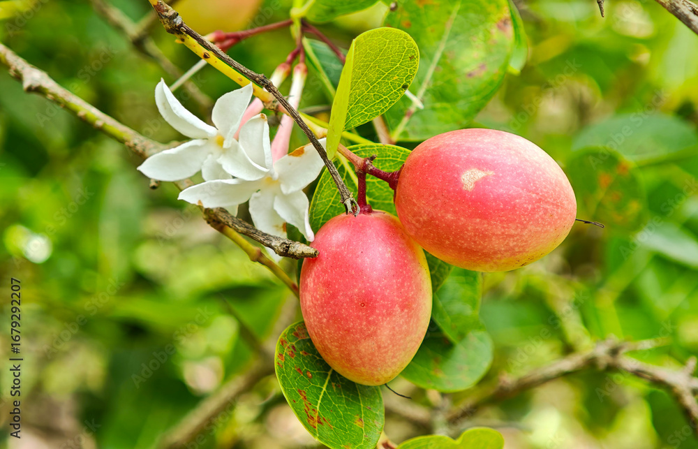 Obraz premium Carunda or Karonda fruit on tree organic garden