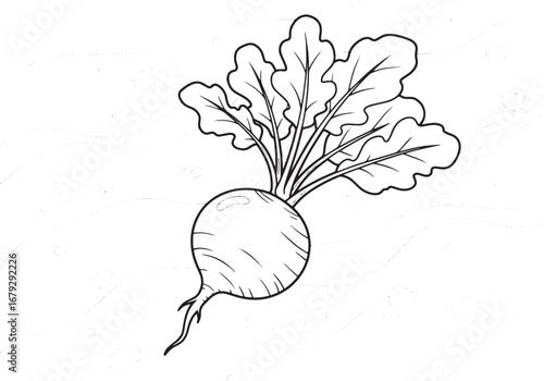Monochrome radish illustration with flowing lines and whimsical