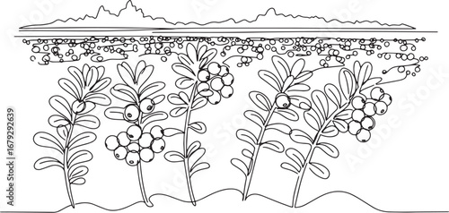 Cranberry field linear illustration with distant mountain range