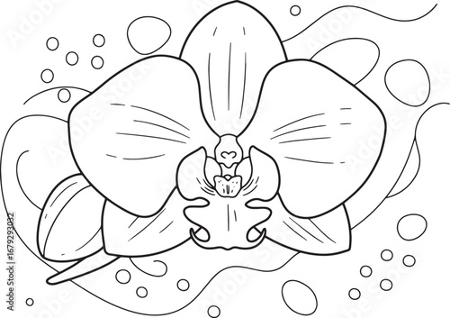 Elegant Orchid Flower Outline Drawing for Coloring or Design Ele
