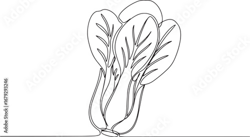 Minimalist line drawing of bok choy, fresh and vibrant green veg