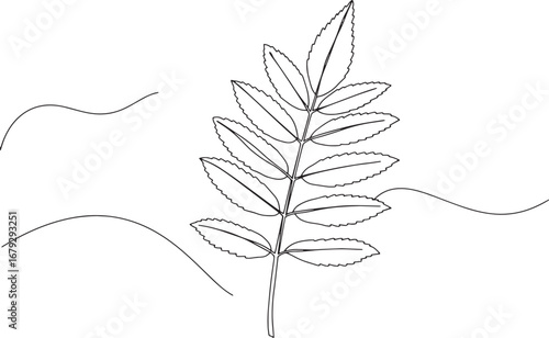 Minimalist line art illustration of a mountain ash leaf against