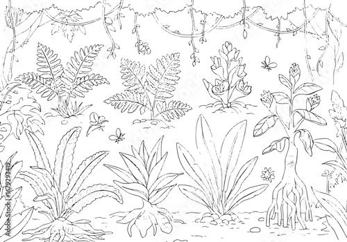 Botanical rainforest outline illustration with tropical flora an