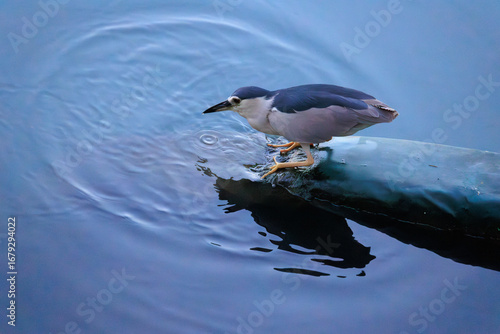 Black-crowned Night Heron Patiently Waiting for Prey
